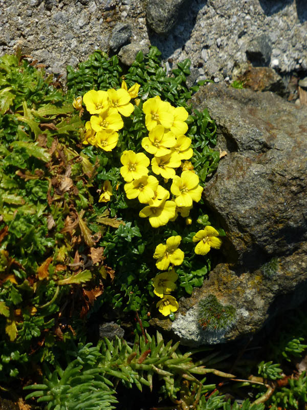 Morisia monanthos photo